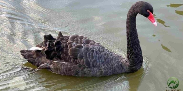 Black Swan 768x432