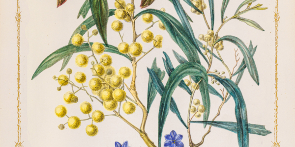 Fanny de Mole Wild Flowers of SA 3